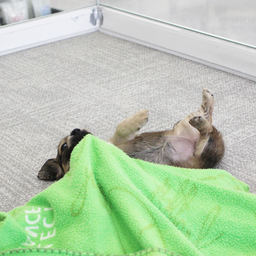 子犬の遊び場、パピールーム♪